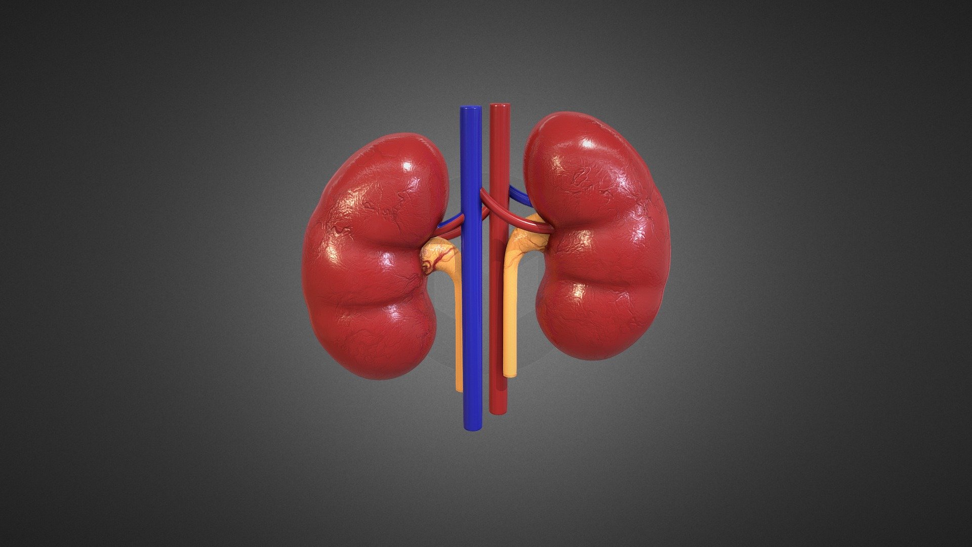 Kidney Functions